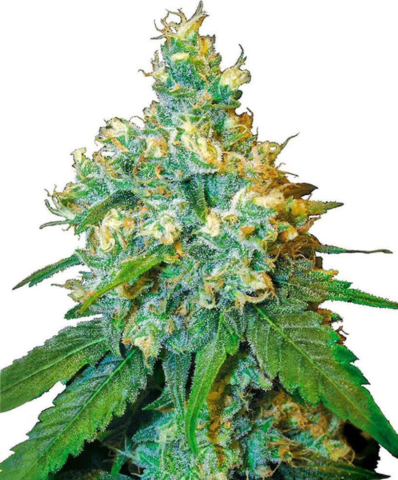 Φωτογραφία προϊόντος: Sensi Seeeds - Jack Herer Feminized ( 3 seeds ) Cannabis Cup Winner