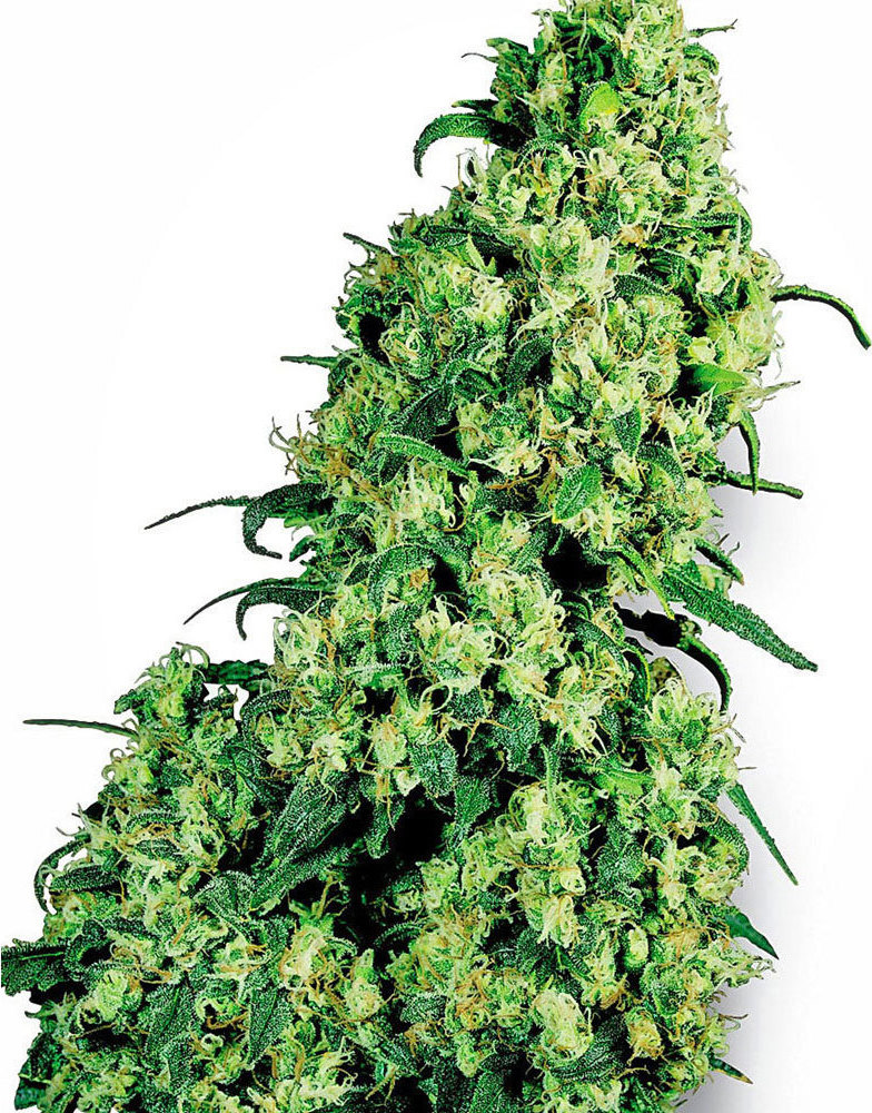 Φωτογραφία προϊόντος: Sensi Seeds - Skunk #1 Feminised (3 seeds)