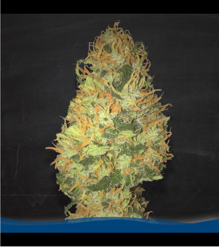 Φωτογραφία προϊόντος: MEDICAL BLUE (FEM) - LA SEMILLA