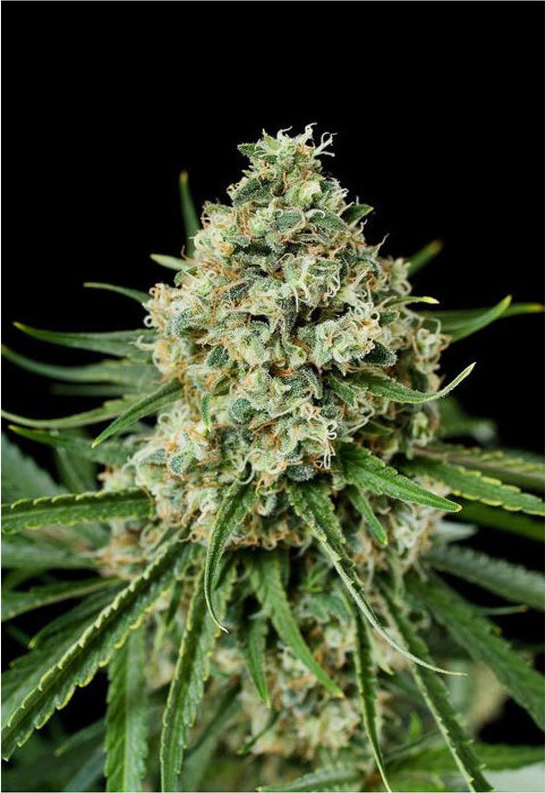 Φωτογραφία προϊόντος: CRITICAL CANDY (FEM) - LA SEMILLA