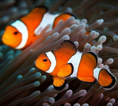 Φωτογραφία προϊόντος: Amphiprion Ocellaris 3cm (θαλασσινό)