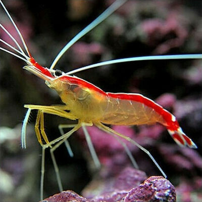 Φωτογραφία προϊόντος: Lysmata amboinensis(Cleaner shrimp) θαλασσινό