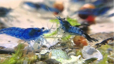 Φωτογραφία προϊόντος: Γαρίδα Super Blue shrimp (Neocaridina davidi)