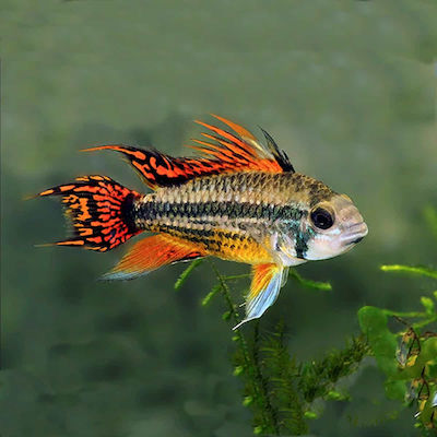 Φωτογραφία προϊόντος: Apistogramma cacatuoides Double Red 3.5-4cm