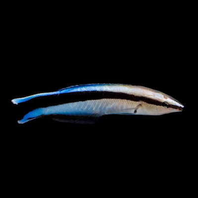 Φωτογραφία προϊόντος: Labroides dimidiatus (Bluestreak cleaner wrasse)