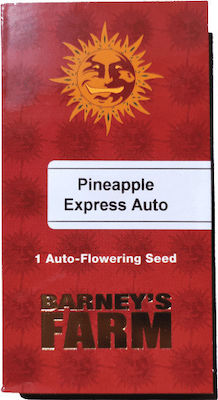 Φωτογραφία προϊόντος: Barneys - Pineapple Express Auto - 1 seed
