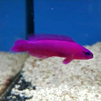Φωτογραφία προϊόντος: Pseudochromis fridmani 4cm(Θαλασσινό)