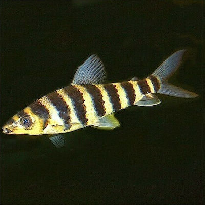 Φωτογραφία προϊόντος: Leporinus fasciatus