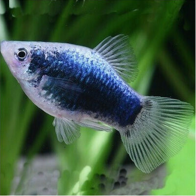 Φωτογραφία προϊόντος: Platy Coral Blue 3.5-4cm