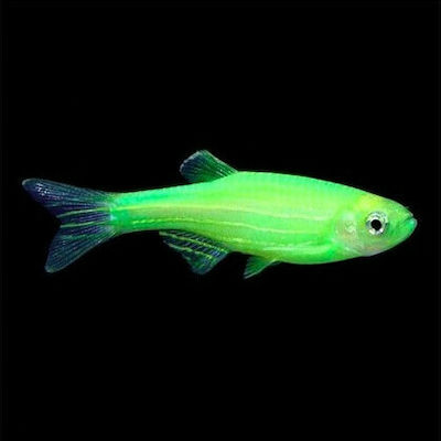 Φωτογραφία προϊόντος: Zebra Danio Luminous Green 3-4cm
