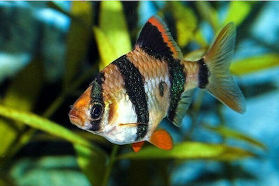 Φωτογραφία προϊόντος: Tiger Barb (Puntius tetrazona)3-4cm