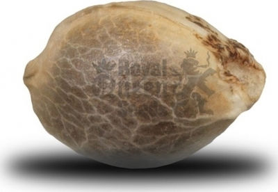 Φωτογραφία προϊόντος: Royal Queen Seeds Royal Queen Seeds Blue Cheese Automatic 3σπόροι