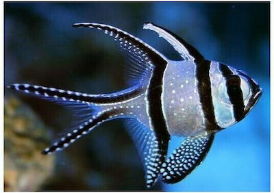 Φωτογραφία προϊόντος: Pterapogon Kauderni