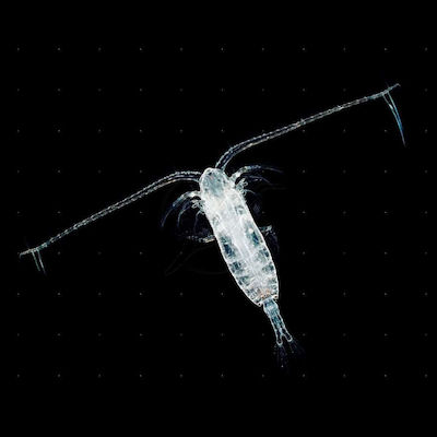 Φωτογραφία προϊόντος: Marine Copepods 100ml