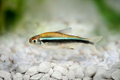 Φωτογραφία προϊόντος: Black neon tetra 2cm