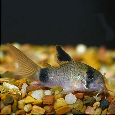 Φωτογραφία προϊόντος: Corydoras Panda 2-2.5cm
