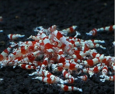 Φωτογραφία προϊόντος: Γαρίδα Red Crystal (Caridina) GRADE A