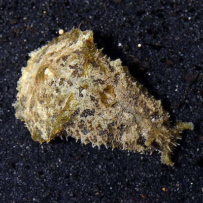 Φωτογραφία προϊόντος: Dolabella auricularia