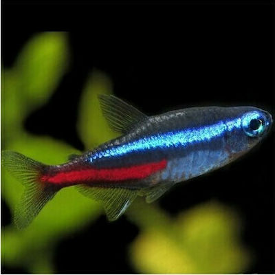 Φωτογραφία προϊόντος: Neon Tetra (Paracheirodon Innesi ) 1.5-2cm
