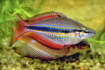 Φωτογραφία προϊόντος: melanotaenia trifasciata 5cm
