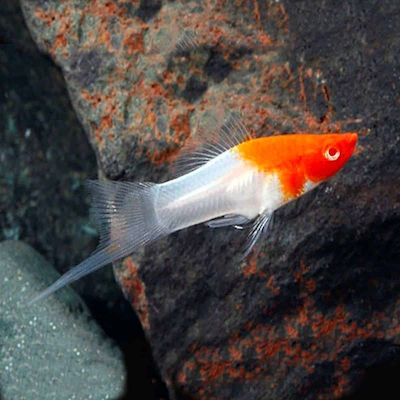 Φωτογραφία προϊόντος: Swordtail koi (xiphophorus helleri koi kohaku) 4-5cm