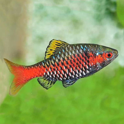 Φωτογραφία προϊόντος: Odessa barb 3.5-4.5cm