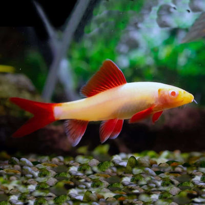 Φωτογραφία προϊόντος: Καρχαρίες albino rainbow (epalzeorhynchos frenatus albino) 5-6cm