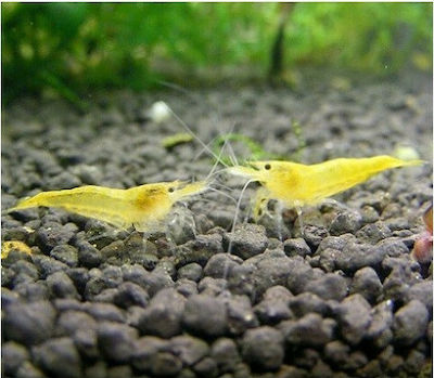 Φωτογραφία προϊόντος: Γαρίδα Neocaridina Yellow Fire