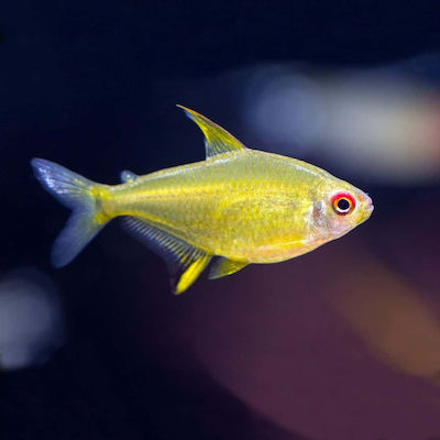 Φωτογραφία προϊόντος: Tetra yellow lemon (hyphessobrycon pulchripinnis) 2cm