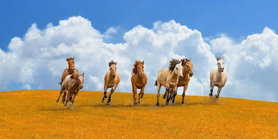 Φωτογραφία προϊόντος: Herd of wild horses 60 Χ 120 Καμβάς