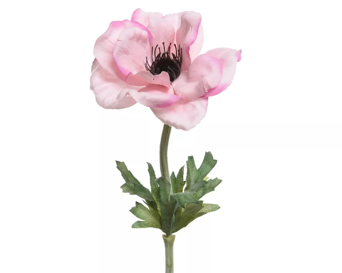 Φωτογραφία προϊόντος: Beauty Home ΑΝΑΕΜΩΝΗ 57 CM