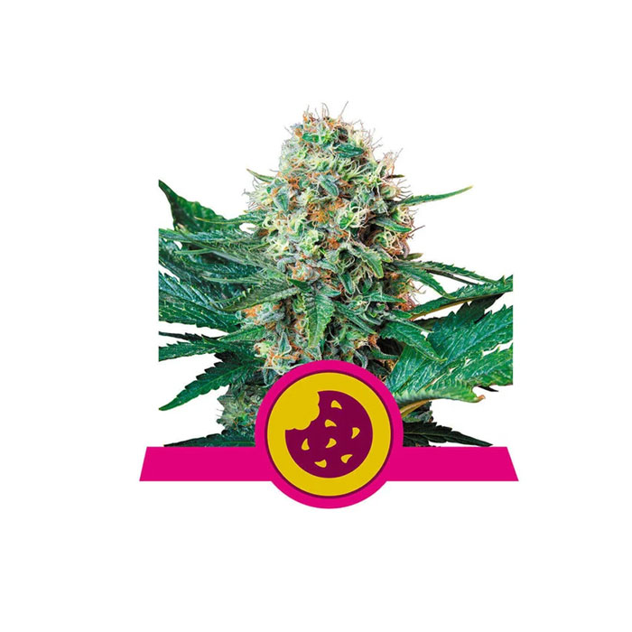 Φωτογραφία προϊόντος: Royal Cookies 1/3 Seeds Fem – RQS