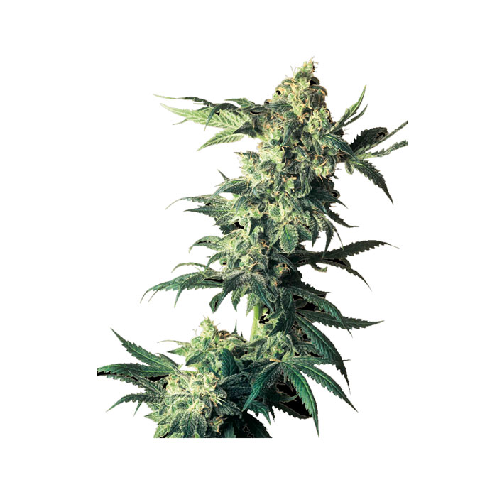 Φωτογραφία προϊόντος: SENSI SEEDS – Northern Lights Feminised (3 Σπόροι) Cannabis Cup Winners