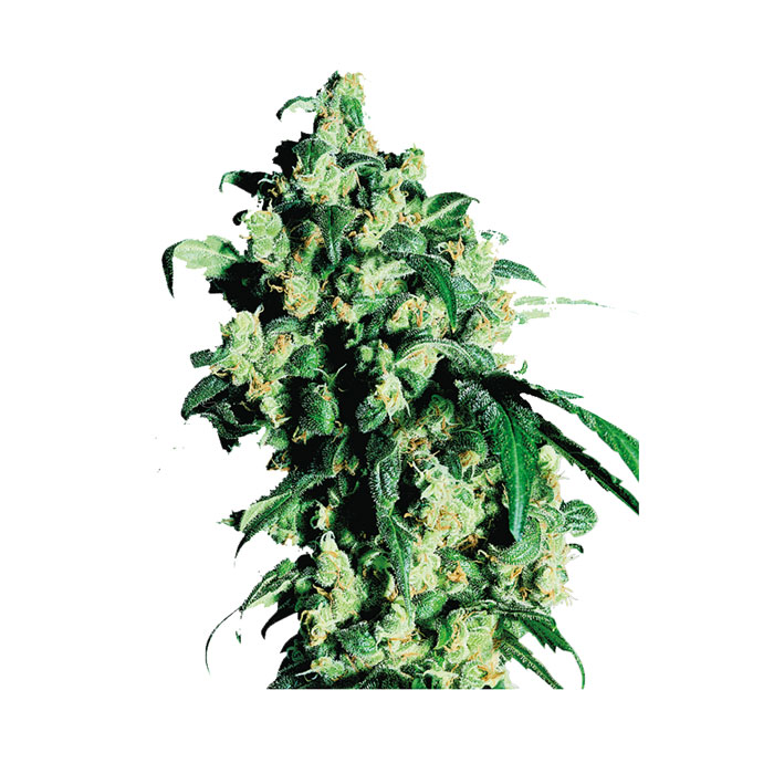 Φωτογραφία προϊόντος: SENSI SEEDS – SUPER SKUNK FEMINISISED (3 ΣΠΟΡΟΙ)