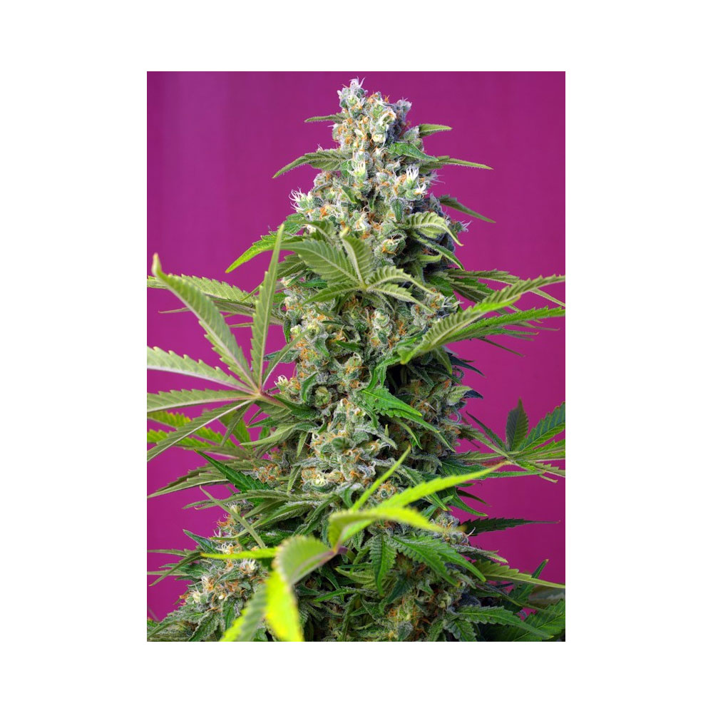 Φωτογραφία προϊόντος: GORILLA GIRL FEM 3+1 Seeds (Θηλυκοί σπόροι) - Sweet Seeds