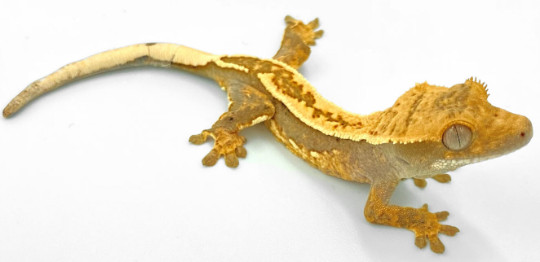 Φωτογραφία προϊόντος: Crested Gecko Correlophus Ciliatus