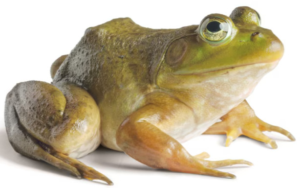 Φωτογραφία προϊόντος: Βάτραχος Bullfrog Ζώα