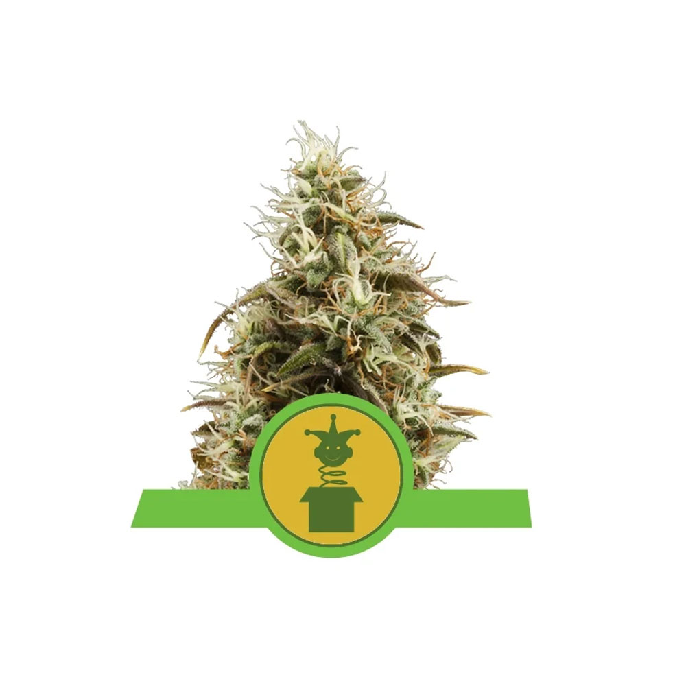 Φωτογραφία προϊόντος: Royal Jack 1/3 Seeds Automatic - RQS