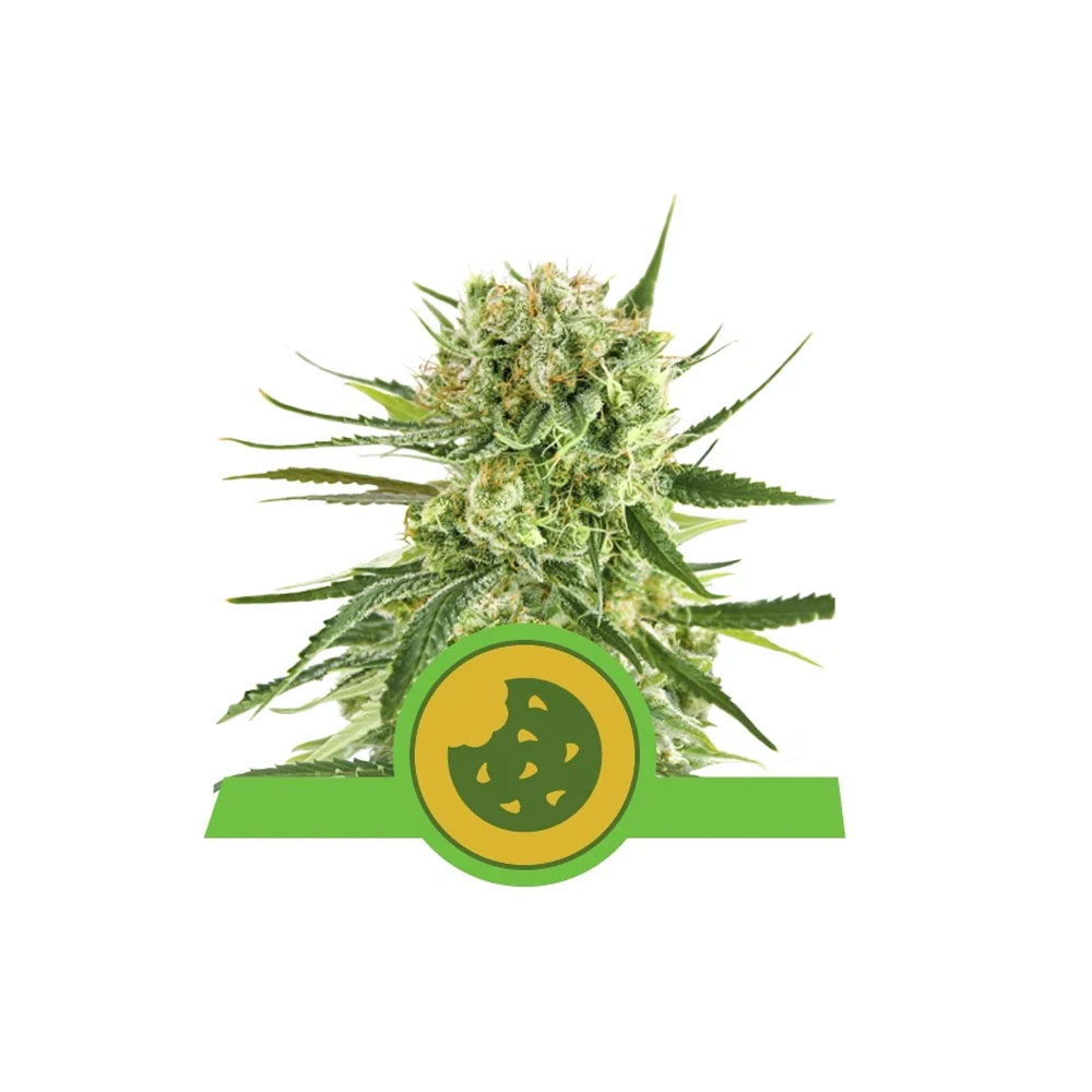 Φωτογραφία προϊόντος: Royal Cookies 1/3 Seeds Automatic - RQS