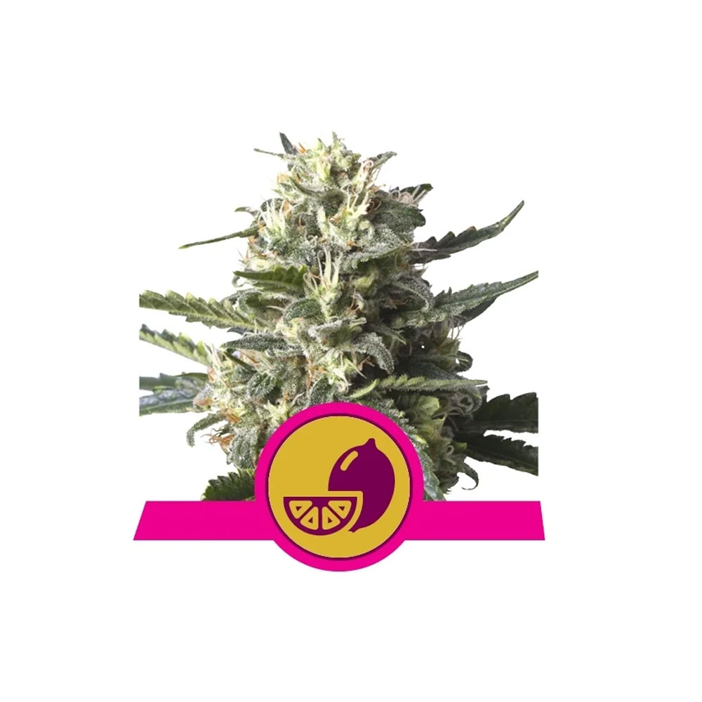 Φωτογραφία προϊόντος: Lemon Shining Silver Haze 1/3 Seeds Fem - RQS
