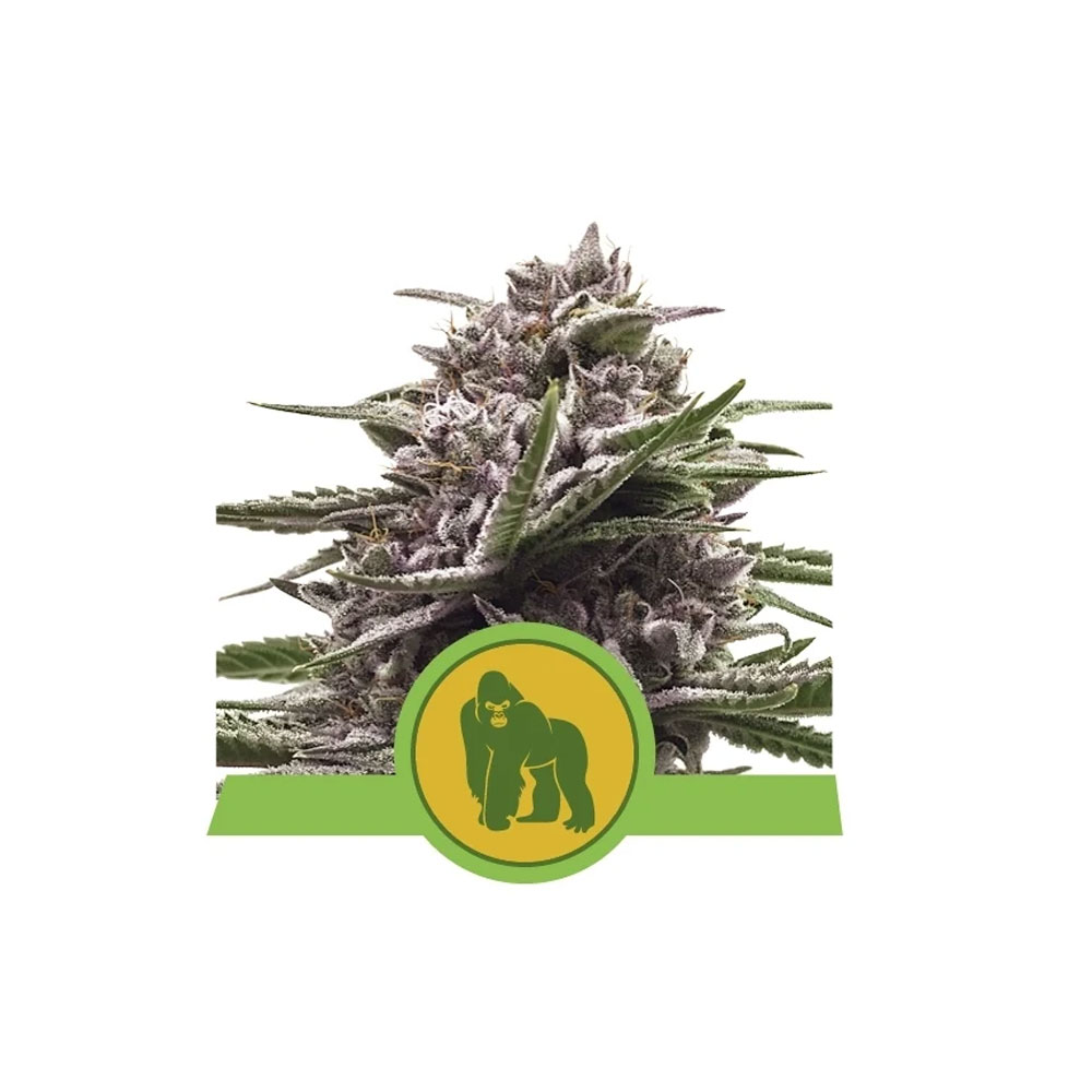Φωτογραφία προϊόντος: Royal Gorilla 1/3 Seeds Automatic - RQS