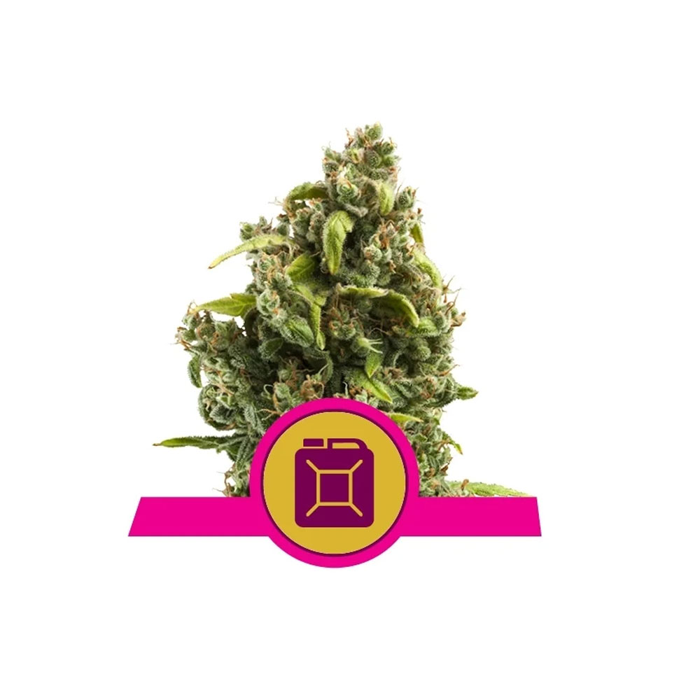 Φωτογραφία προϊόντος: Sour Diesel 1/3 Seeds Fem - Royal Qeen Seeds