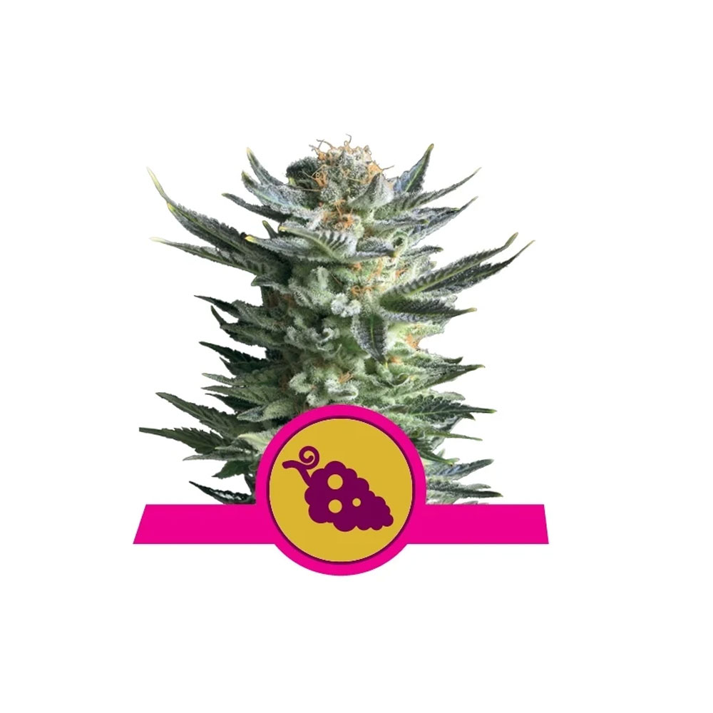 Φωτογραφία προϊόντος: Fruit Spirit 1/3 Seeds Fem - Royal Qeen Seeds