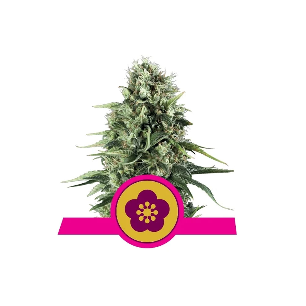 Φωτογραφία προϊόντος: Power Flower 1/3 Seeds Fem - Royal Qeen Seeds