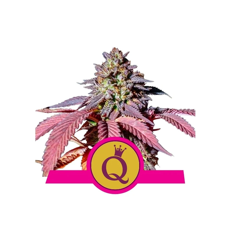 Φωτογραφία προϊόντος: Purple Queen 1/3 Seeds Fem - Royal Qeen Seeds (RQS)