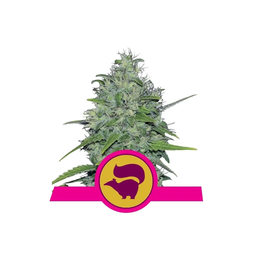 Φωτογραφία προϊόντος: Skunk XL 1/3 Seeds Fem - RQS