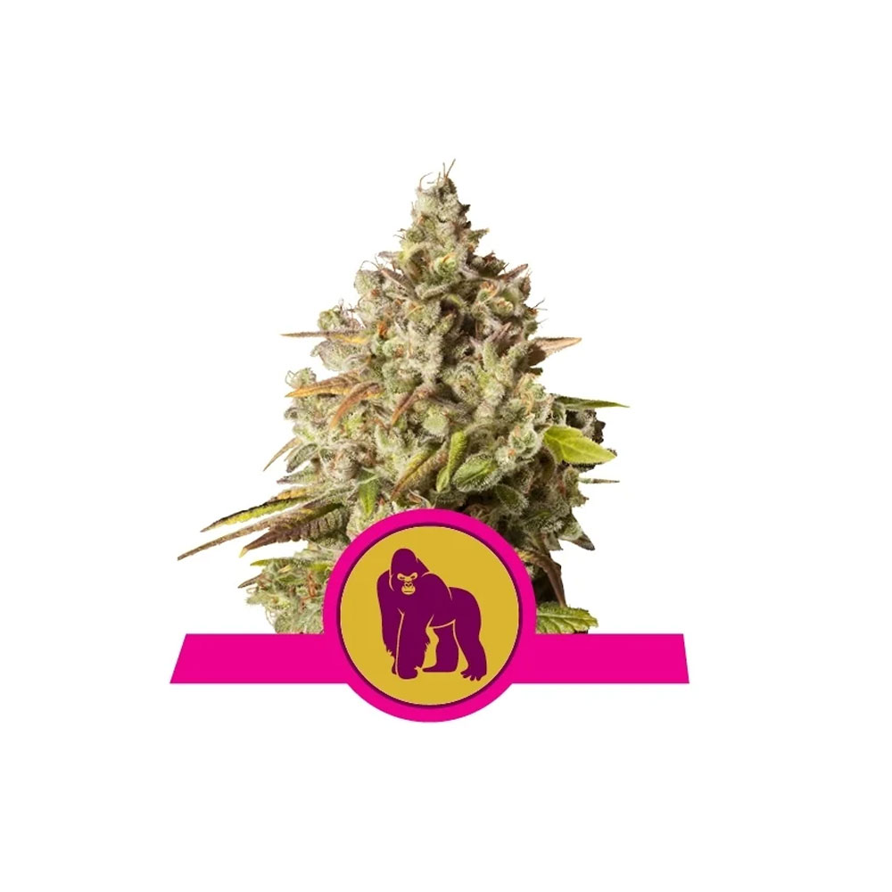 Φωτογραφία προϊόντος: Royal Gorilla 1/3 Seeds Fem (RQS) – Royal Qeen Seeds