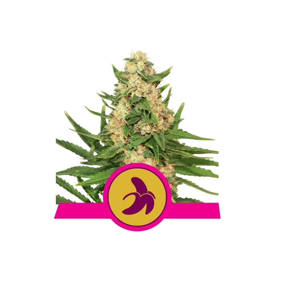 Φωτογραφία προϊόντος: Fat Banana 1/3 Seeds Fem - Royal Qeen Seeds (RQS)