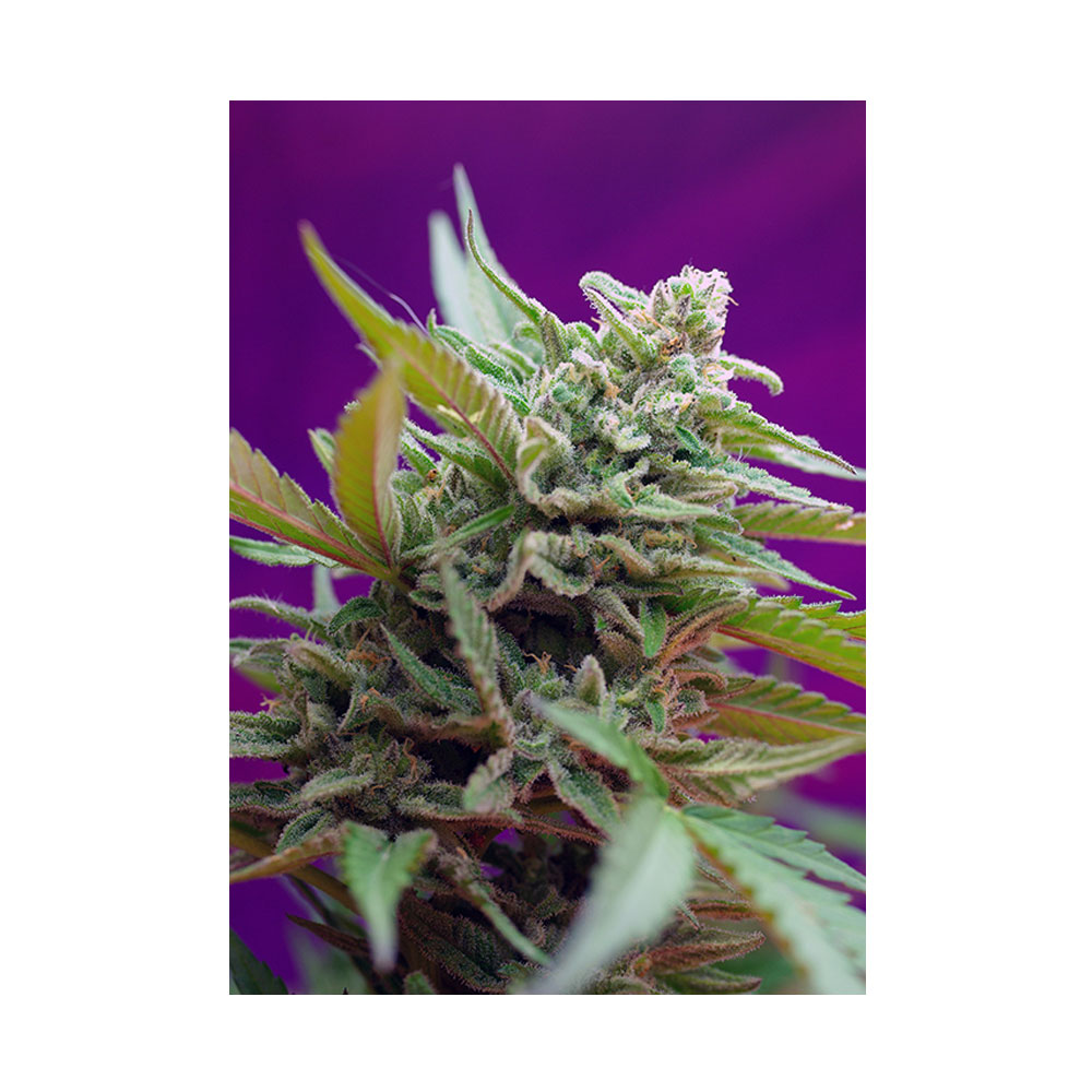 Φωτογραφία προϊόντος: Black Jack Auto 3+1 Seeds - Sweet Seeds