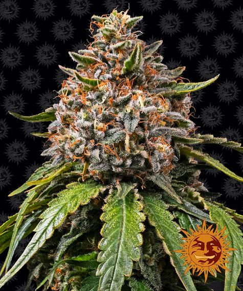 Φωτογραφία προϊόντος: White Widow XXL Θηλυκοποιημένοι Σπόροι – Barney’s Farm